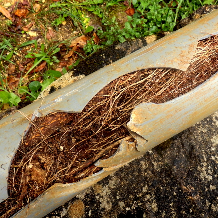 tree root pipe infiltration